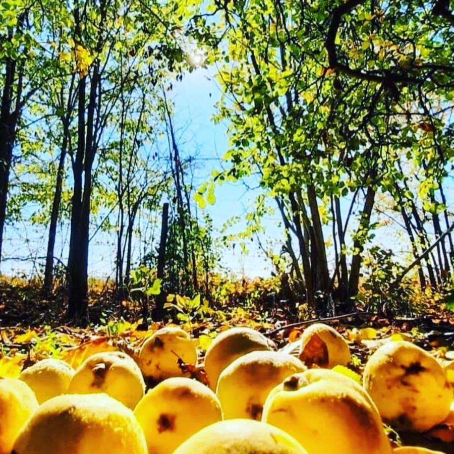Апартаменты Odmor Na Selu Babajic Ljig Экстерьер фото
